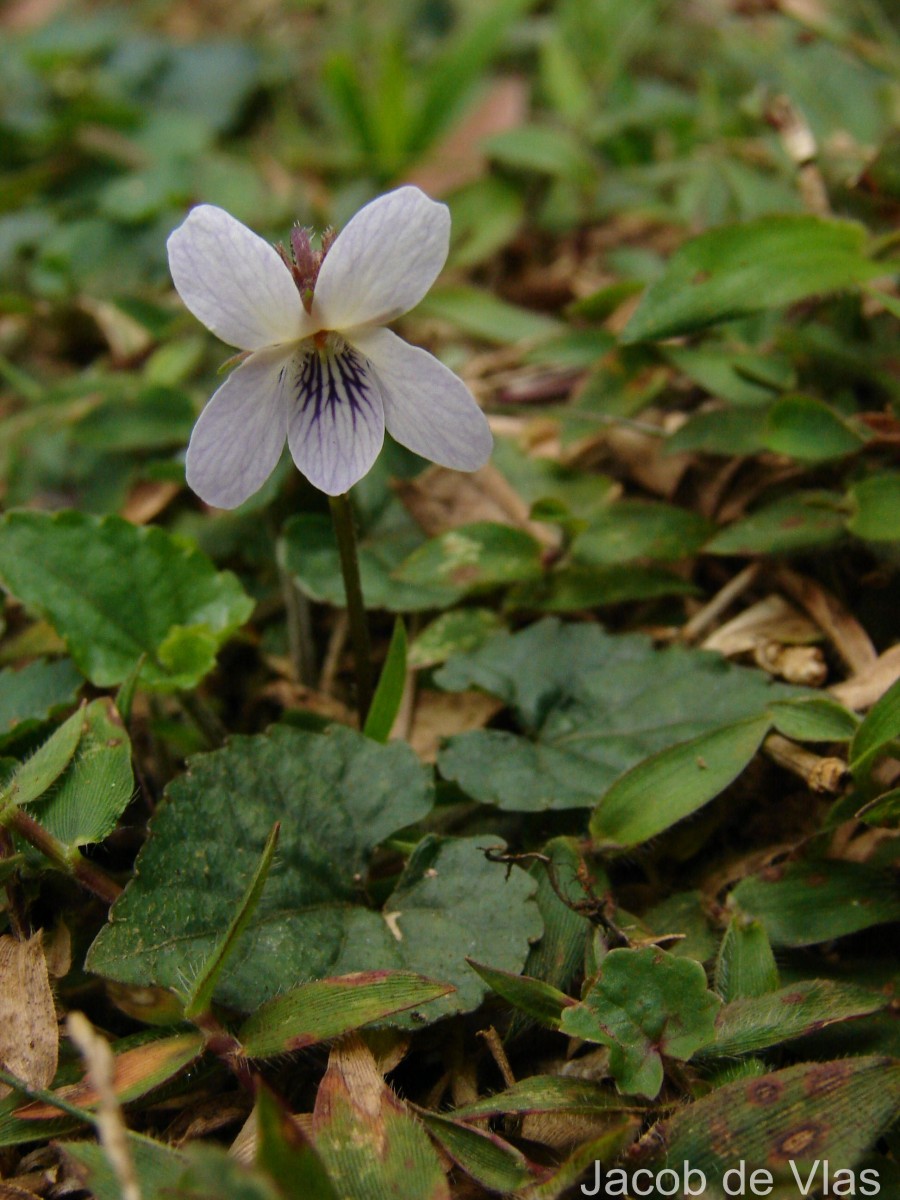 Viola pilosa Blume